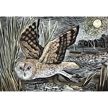  Marsh Owl 1000pc
