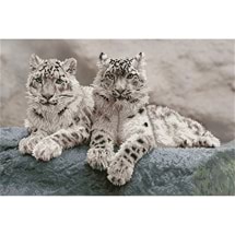 Snow Leopards Diamond Painting
